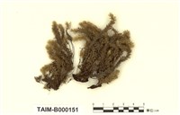 藏品(南亞美蕨苔)的圖片